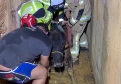Montes Claros: resgate de vaca que caiu de 5 metros no quintal de uma residência 🐮