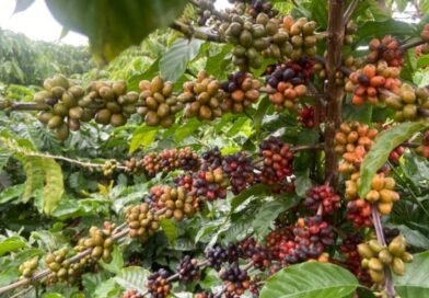 Corteva Agriscience apresenta inovação que controla nematoides fitoparasitas e preservação da biota do solo durante a 50ª edição do Congresso Brasileiro de Pesquisas Cafeeiras 