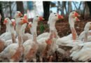 Câmara avança com projeto que proíbe penas e plumas de origem animal em fantasias