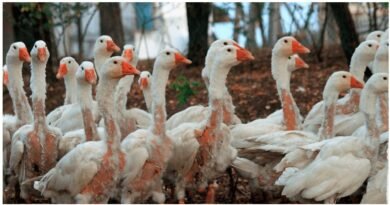 Câmara avança com projeto que proíbe penas e plumas de origem animal em fantasias